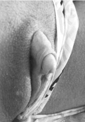 GRAN CLITORIS GRANDE Y DURO